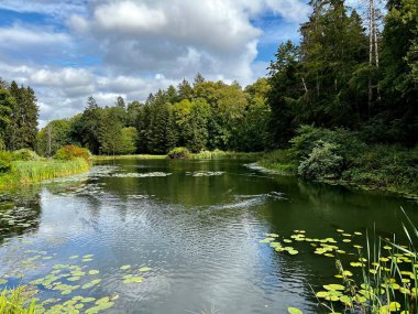 Sonbaharda ağaçların ve çalıların farklı renklerde olduğu bir park. Ağaçların su aynasında yüzen vahşi ördeklerin olduğu bir gölet.