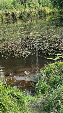 Sonbaharda ağaçların ve çalıların farklı renklerde olduğu bir park. Su aynasındaki gölün içinde bir sürü su bitkisinin yansıması.