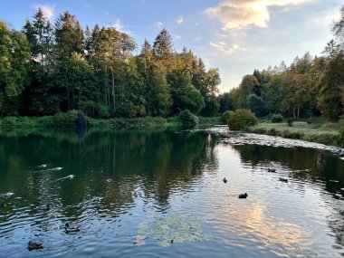 Sonbaharda ağaçların ve çalıların farklı renklerde olduğu bir park. Ağaçların su aynasında yüzen vahşi ördeklerin olduğu bir gölet.