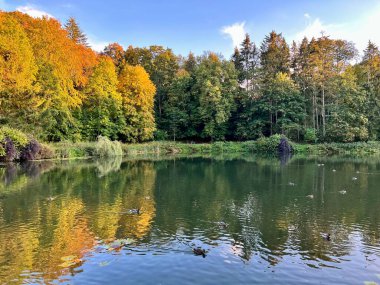 Sonbaharda ağaçların ve çalıların farklı renklerde olduğu bir park. Ağaçların su aynasında yüzen vahşi ördeklerin olduğu bir gölet.