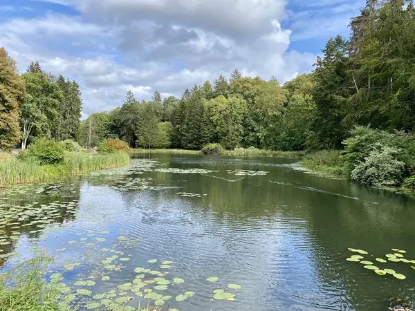 stock image a park with different colors of trees and bushes in autumn in the middle a pond with wild ducks swimming in the water mirror reflection of trees