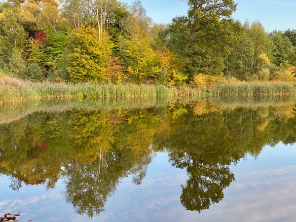 Парк Різними Кольорами Дерев Кущів Восени Всередині Водойми Дзеркального Відображення — стокове фото