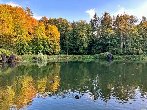 Park Different Colors Trees Bushes Autumn Middle Pond Wild Ducks — Stock Photo, Image