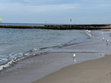 Sahili ve sahili deniz dalgalarından korumak için sıra sıra dizilmiş tahta yığınları.