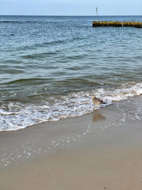 Sahili ve sahili deniz dalgalarından korumak için sıra sıra dizilmiş tahta yığınları.