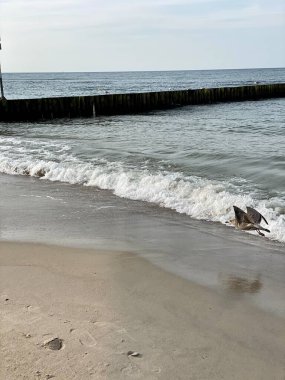 Sahili ve sahili deniz dalgalarından korumak için sıra sıra dizilmiş tahta yığınları.