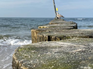 Sahili ve sahili deniz dalgalarından korumak için sıra sıra dizilmiş tahta yığınları.