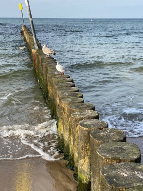 Sahili ve sahili deniz dalgalarından korumak için sıra sıra dizilmiş tahta yığınları.