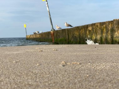 Sahili ve sahili deniz dalgalarından korumak için sıra sıra dizilmiş tahta yığınları.