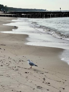 Dalgalar denizin güneşli bir gününde geniş bir kumsala çarpıyor.