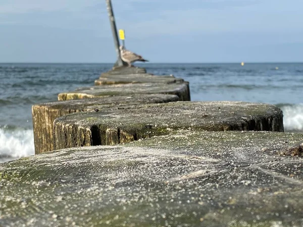 Træ Bunker Drevet Rækker Beskytte Kysten Strande Mod Skader Fra - Stock-foto