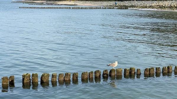 海の波による被害から海岸やビーチを守るために列に並ぶ木杭 — ストック写真
