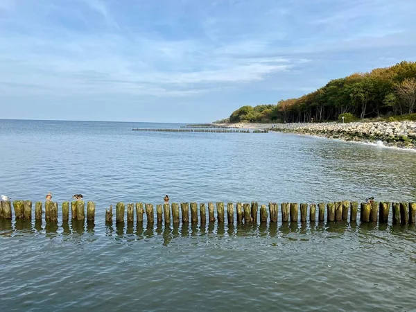 stock image wooden piles driven in rows to protect the shore and beaches from damage by sea waves