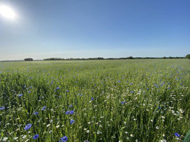 Çiçek, tarla otları, bir sürü yeşillik etrafa saçılmış güneş ve mavi gökyüzü.