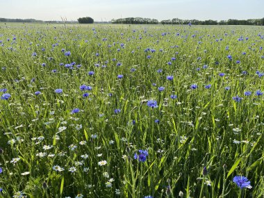 Çiçek, otlar, tarlaya saçılmış bir sürü yeşillik.