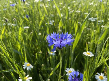 Çiçek, otlar, tarlaya saçılmış bir sürü yeşillik.