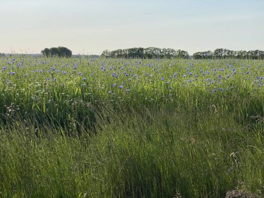 Çiçek, otlar, tarlaya saçılmış bir sürü yeşillik.