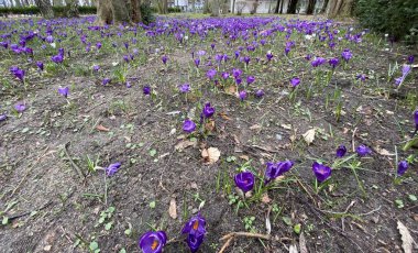 Bahar mevsiminde parkta büyüyen bahar safranı mor ya da beyaz