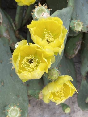 Dikenli armut kaktüsü çiçek açan sarı, görünen arı tozlaşan çiçek ve toplayan nektar.