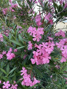Çeşitli renk ve boyutlarda yaygın zakkum, solmuş çiçekler, pembe,