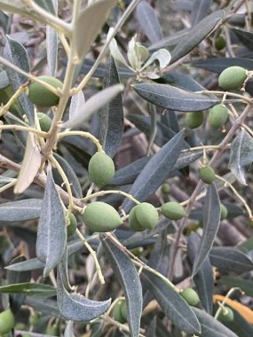 Zeytin ağacında büyük meyve yetişiyor.