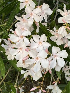 Çeşitli renk ve boyutlarda yaygın zakkum, solmuş çiçekler, pembe,