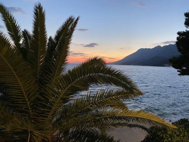 Turuncu güneş ışınlarını Adriyatik denizinde görünür palmiye ağaçlarında yansıtıyor