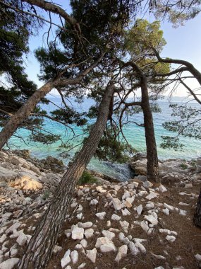 sahil belki Adriyatik denizi güzel kayalık kıyılar kahverengi renkli kozalaklı ağaçlar