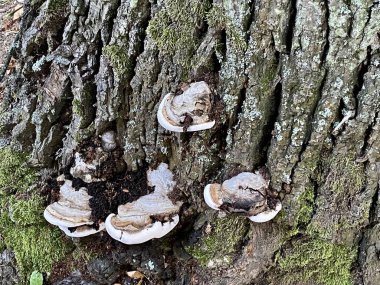 Büyük bir ağaçta yetişen yassı mantarlı mantar.