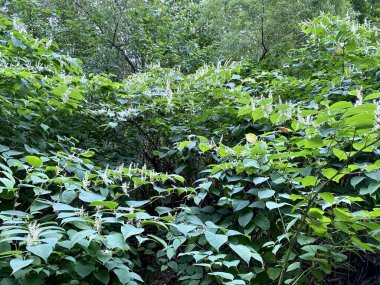 Parkta büyüyen büyük yeşil beyaz çiçek açan Japon düğümü yaprakları.