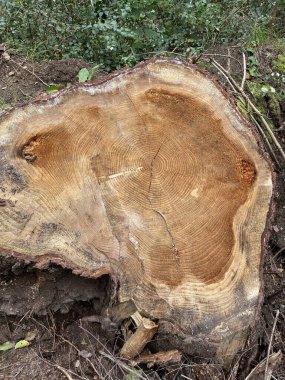 Yuvarlak kahverengi bir ağaç, bir sürü düğüm.