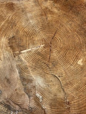 Yuvarlak kahverengi bir ağaç, bir sürü düğüm.