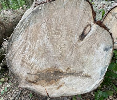 Yuvarlak kahverengi bir ağaç, bir sürü düğüm.