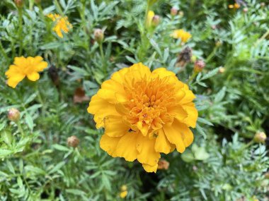 Kadife çiçeği çiçek tarlalarında yeşil yapraklar yetiştirir.