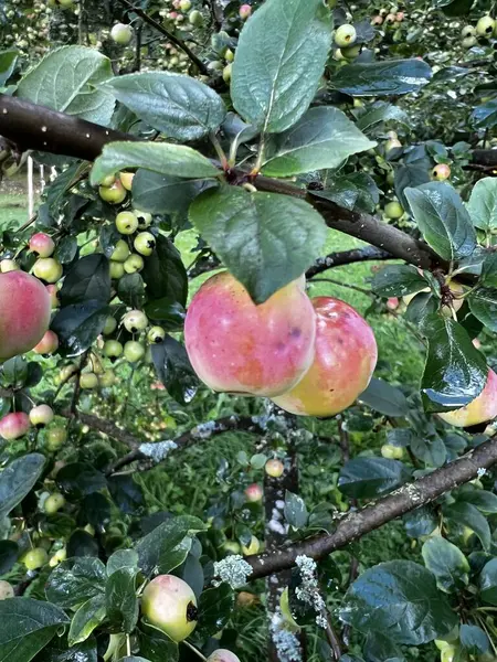 a very large number of small apples on paradise apple tree