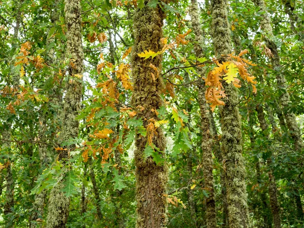 Dentro Das Folhas Floresta Outono — Fotografia de Stock