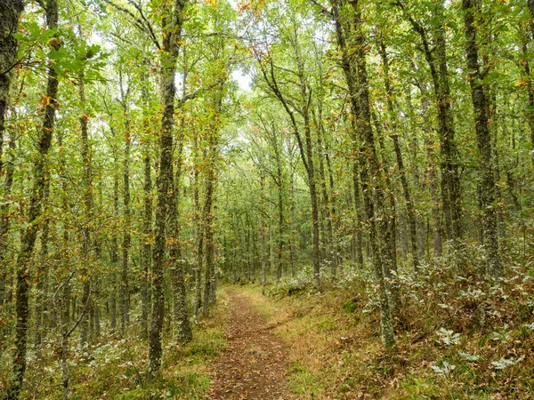 秋天五彩斑斓的森林 路径优美 — 图库照片