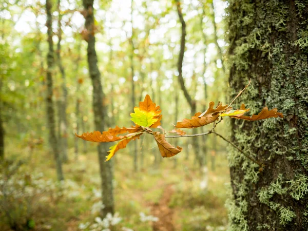 秋叶与秋林背景紧密相连 — 图库照片