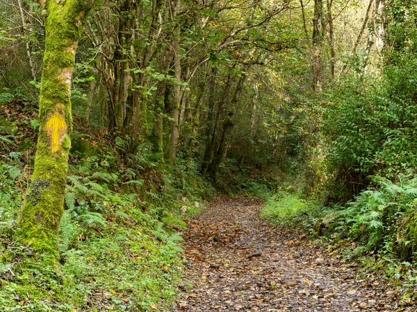 Tatlı Saint James, sonbahar ormanına doğru yol alıyor.