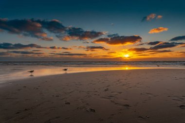 İki martı turuncu gün batımı ışığında kumlu sahilde yürüyor.