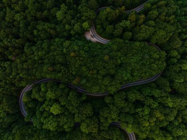 Berrak Orman 'da Sarmal Yol' un Serene Havası Görünümü