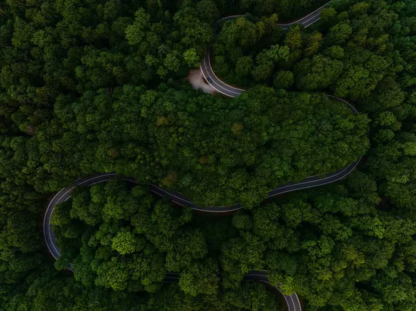 Serene Aerial View of Winding Road Through Lush Forest