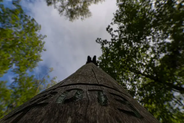Ağaçlar Arasındaki Yaşlı Totem Kutbu Nun Gökyüzüne Bakışı Telifsiz Stok Imajlar