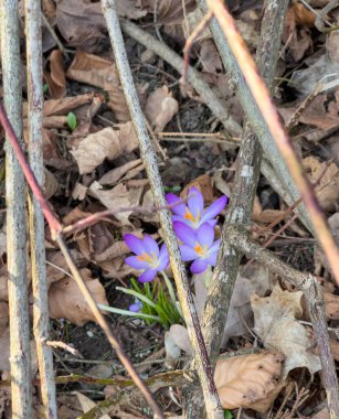 Springtime- Delicate Purple Crocus Flowers Blooming Through Twigs and Leaves - view from above clipart