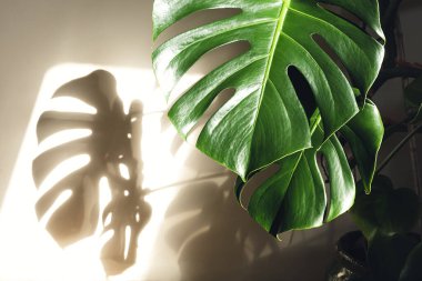 Monstera deliciosa or Swiss cheese plant leaves close-up in the sunlight and their shadow on the wall