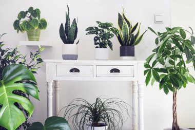 A variete of house plants in the room, indoor garden concept
