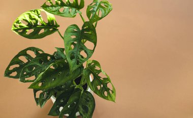 Leaves of Monstera Monkey Mask or Obliqua or Adansoni close-up on an orange background with copy space