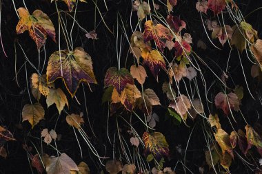 Autumn leaves on the wall of the house close-up as natural background