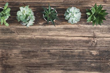 A variety of succulent plants on the old wooden table - connecting with nature concept, top view with copy space