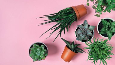 Succulent mini plants: gasteria, echeveria, senecio, pachyphytum and haworthia on the pink background, top view with copy space, home gardening concept